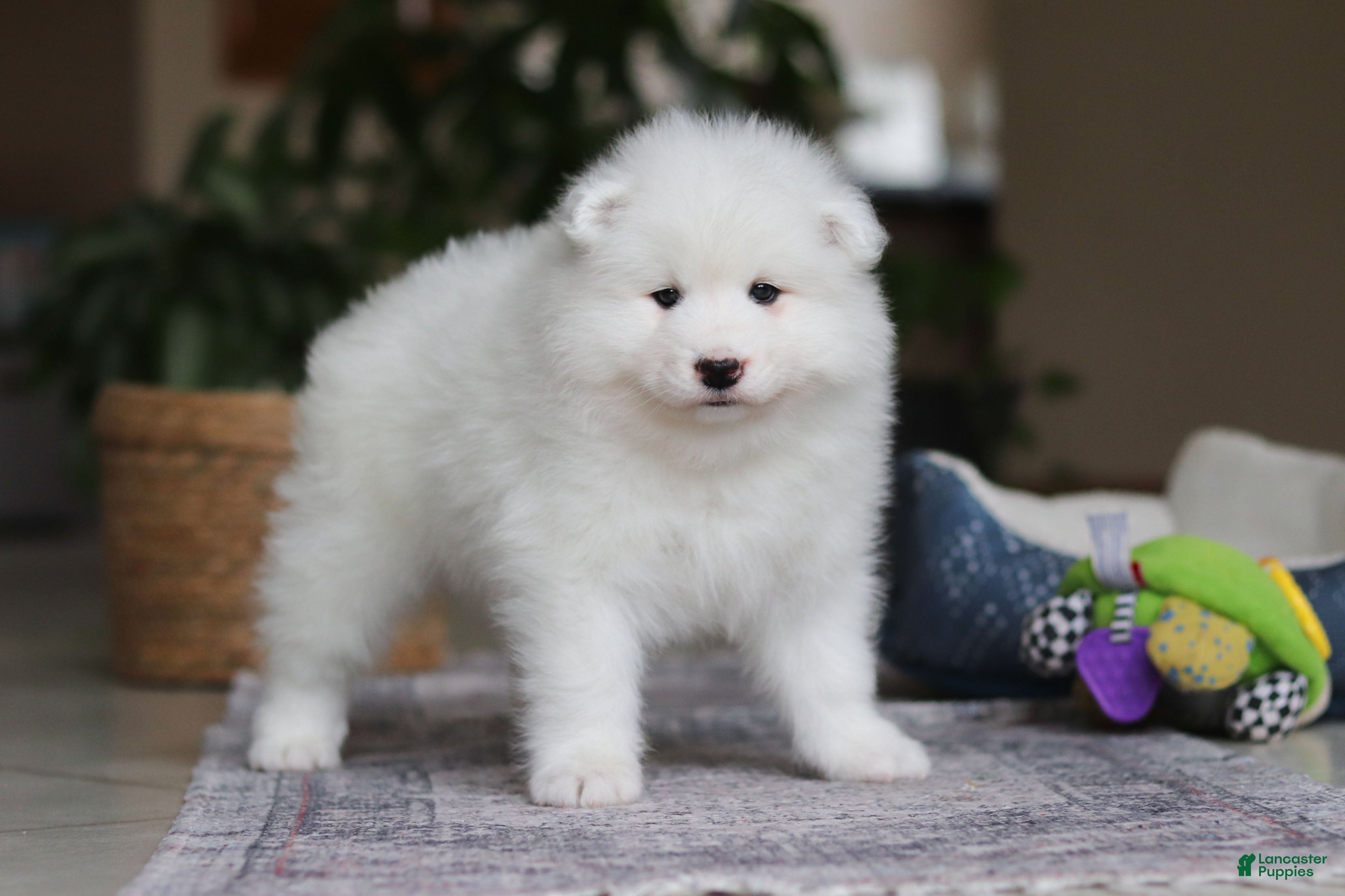 Samoyed dogs Beth - Ad 21