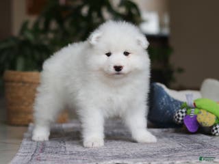 Samoyed dogs Beth - Ad 3