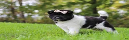 Akita dogs for sale: Skye - Ad 9