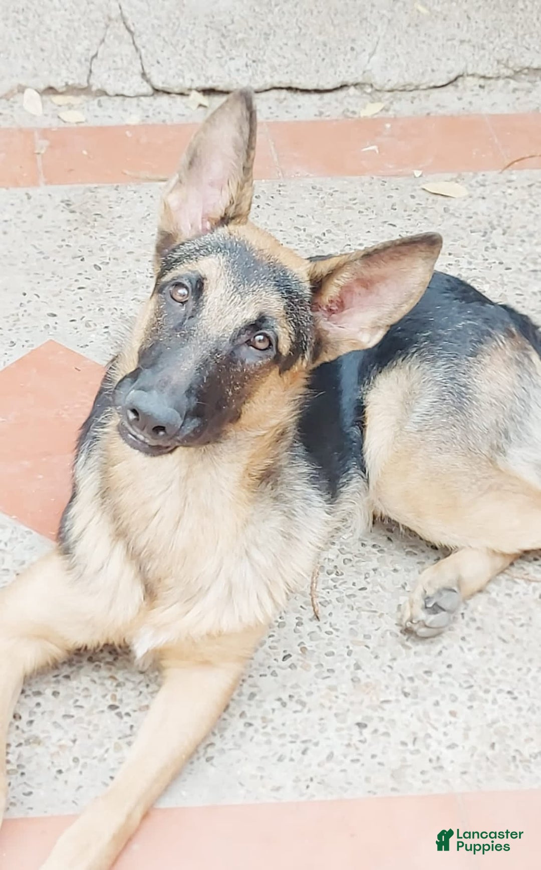 Gallery Image {{count}}