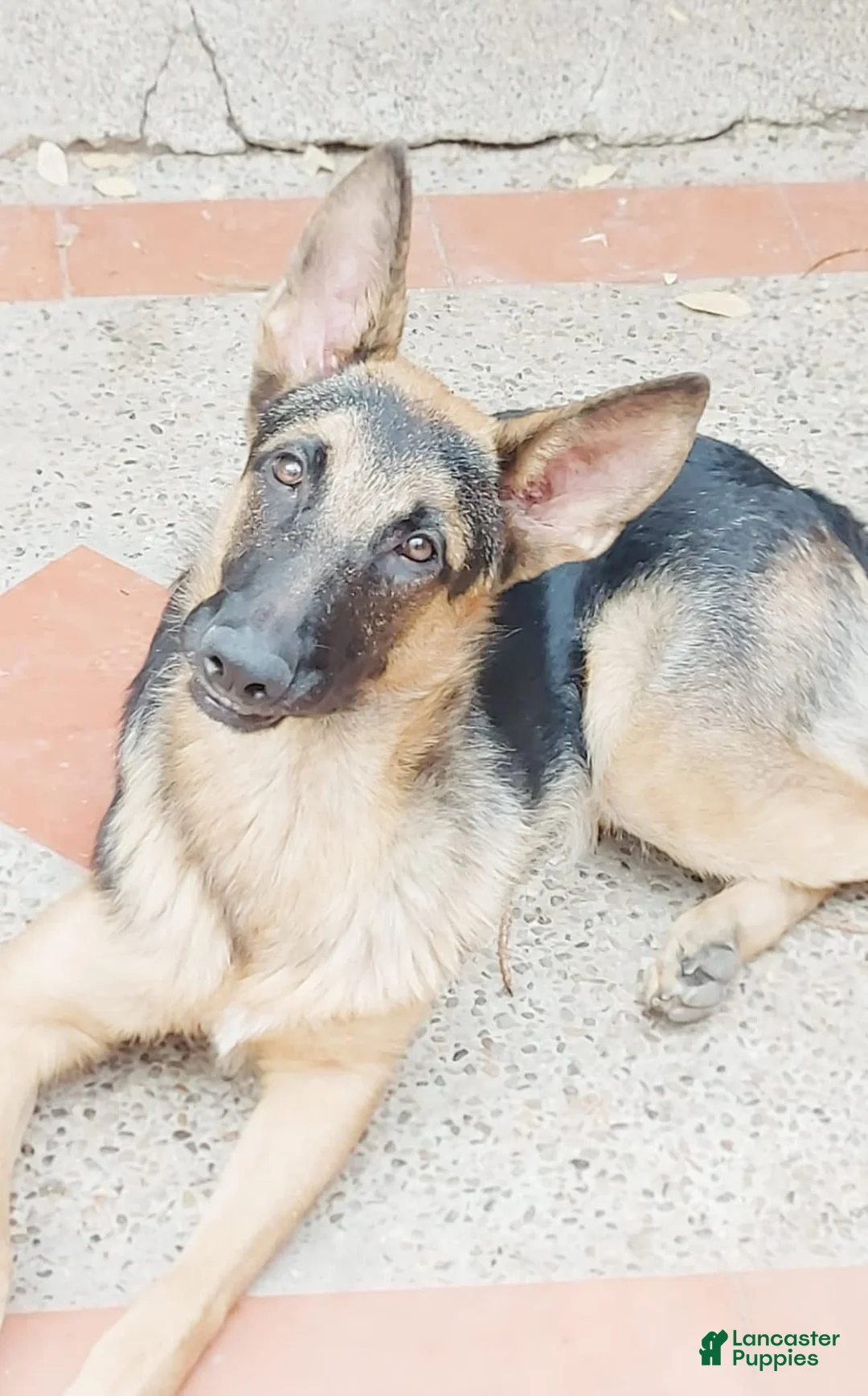 Gallery Image {{count}}