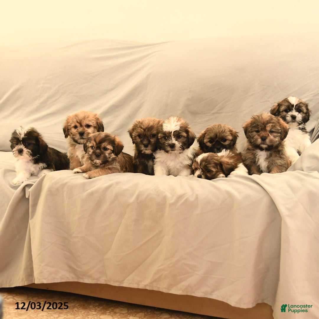 Mixed Breed dogs for sale: Kurvin - Ad 5