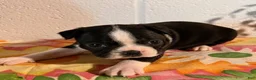 Boston Terrier dogs for sale: Bambi - Ad 4
