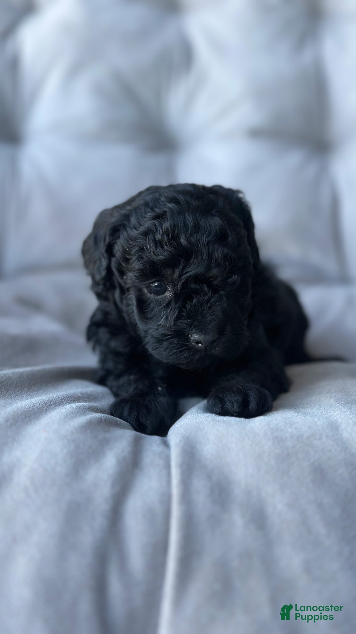 Toy Poodle dogs Midnight - Ad 4