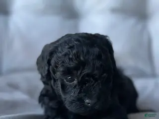 Toy Poodle dogs Midnight - Ad 4