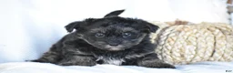 Mixed Breed dogs for sale: Stoker - Ad 7
