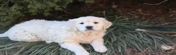 Golden Retriever dogs for sale: Rose - Ad 1