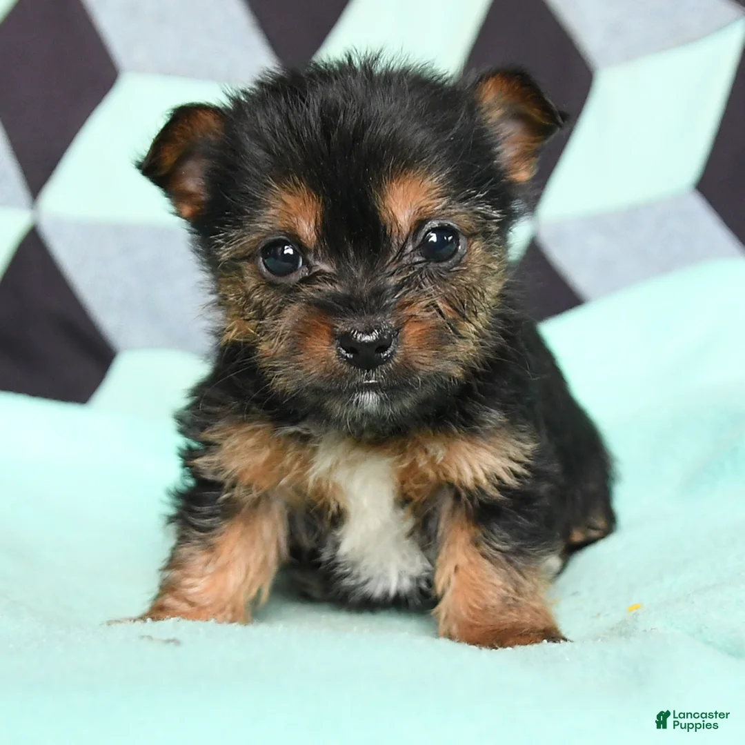 Yorkshire Terrier dogs for sale: Vivian - Ad 3