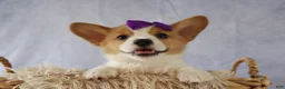 Welsh Corgi Pembroke dogs for sale: Zoey 🌸 - Ad 13