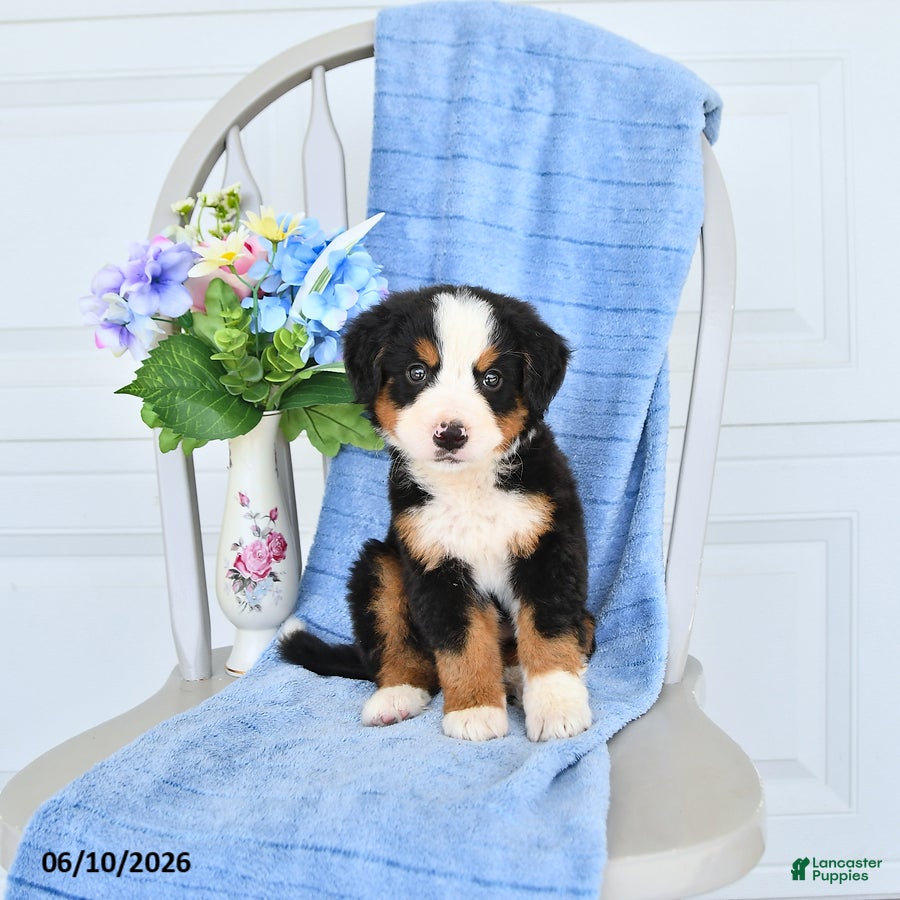 Bernese Mountain Dog dogs Mahala - Ad 2