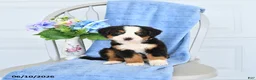 Bernese Mountain Dog dogs for sale: Mahala - Ad 2