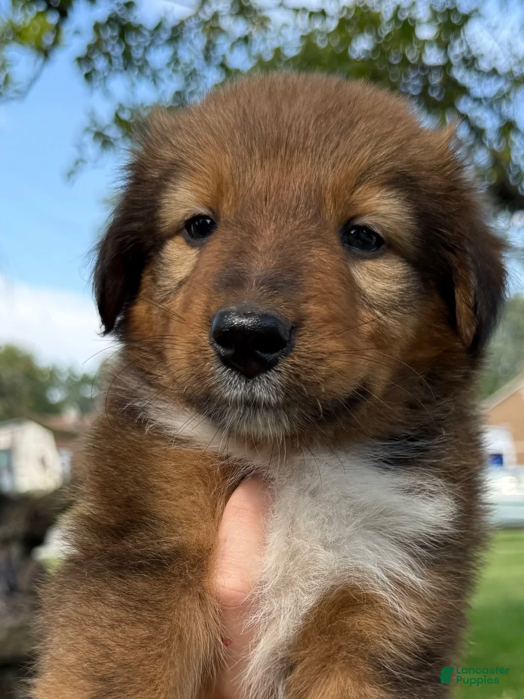 Mixed Breed dogs for sale: Miley - Ad 16