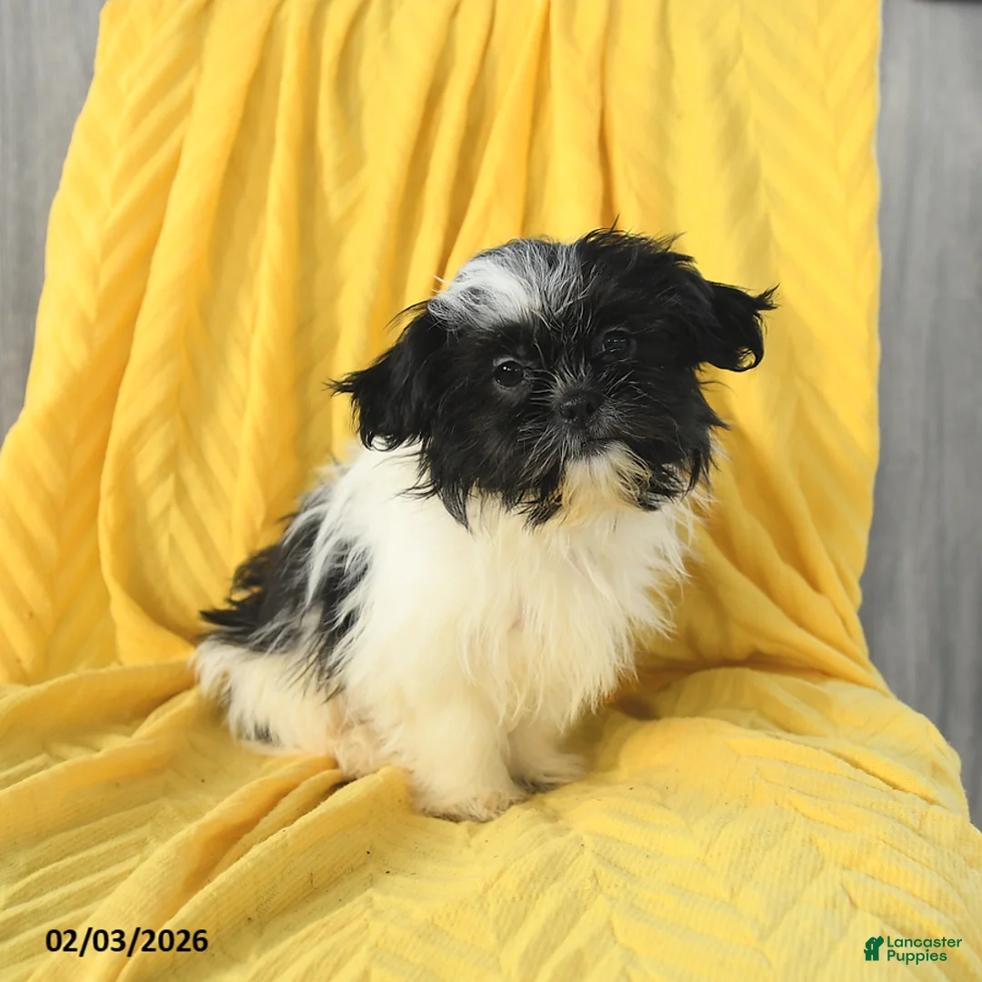 Shih Tzu dogs for sale: Annie - Ad 4