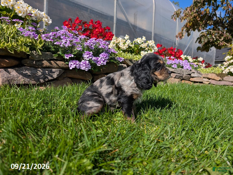 Cocker Spaniel dogs Amy - Ad 2