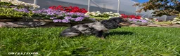 Cocker Spaniel dogs for sale: Amy - Ad 2