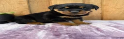Rottweiler dogs for sale: Stella - Ad 4