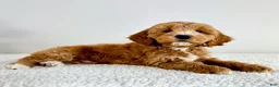 Mini Goldendoodle dogs for sale: Garrett - Ad 3
