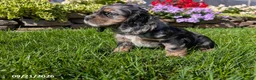 Cocker Spaniel dogs for sale: Amy - Ad 7