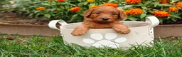 Goldendoodle dogs for sale: Nutmeg - Ad 6