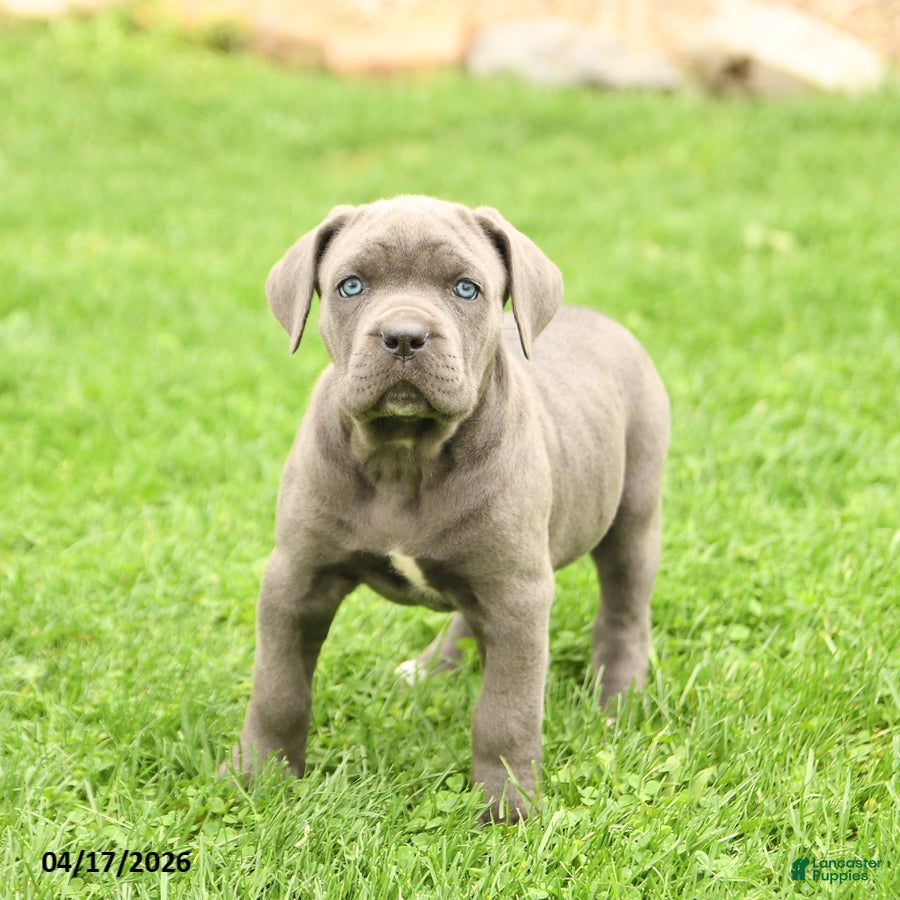 Cane Corso dogs Sapphire - Ad 1
