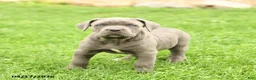 Cane Corso dogs for sale: Sapphire - Ad 1
