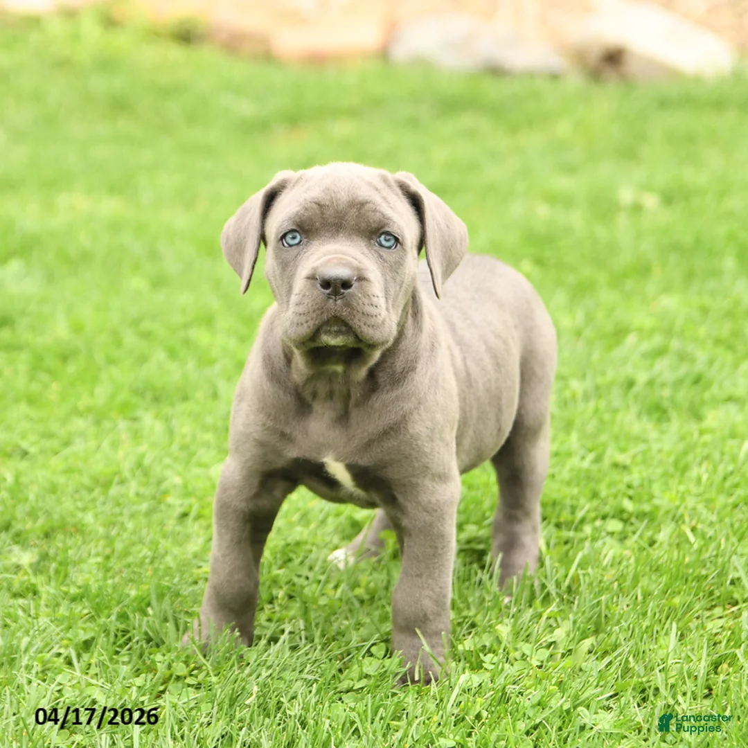 Cane Corso dogs for sale: Sapphire - Ad 1