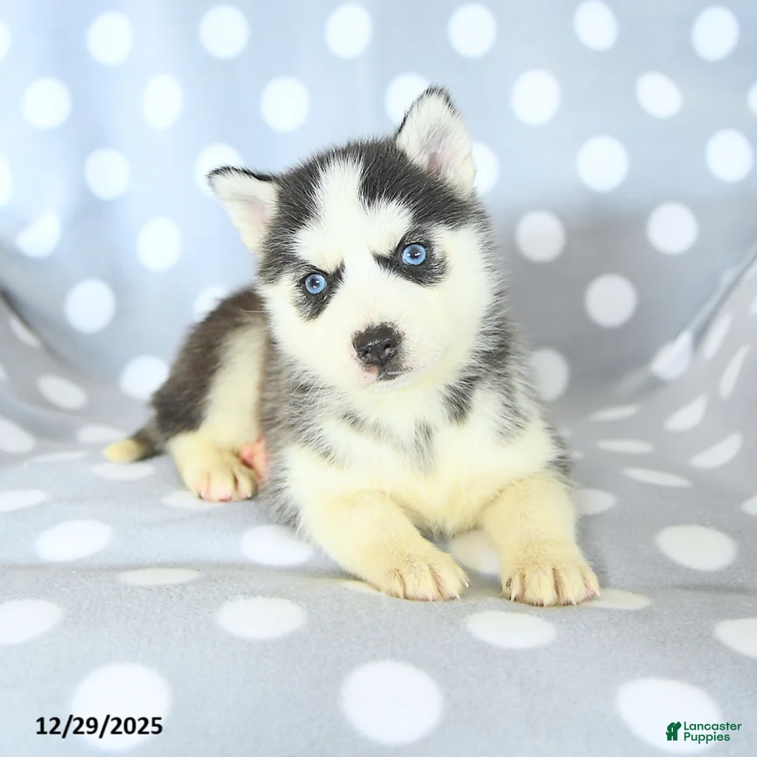 Siberian Husky dogs for sale: Ryder - Ad 7