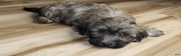 Havanese dogs for sale: Gi Gi - Ad 6