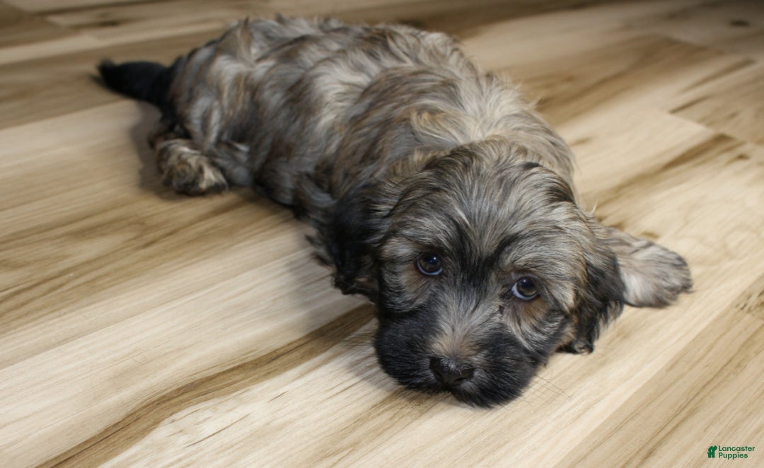 Havanese dogs for sale: Gi Gi - Ad 6