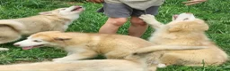 Alaskan Malamute dogs for sale: Alaskan Malamute 3 - Ad 3