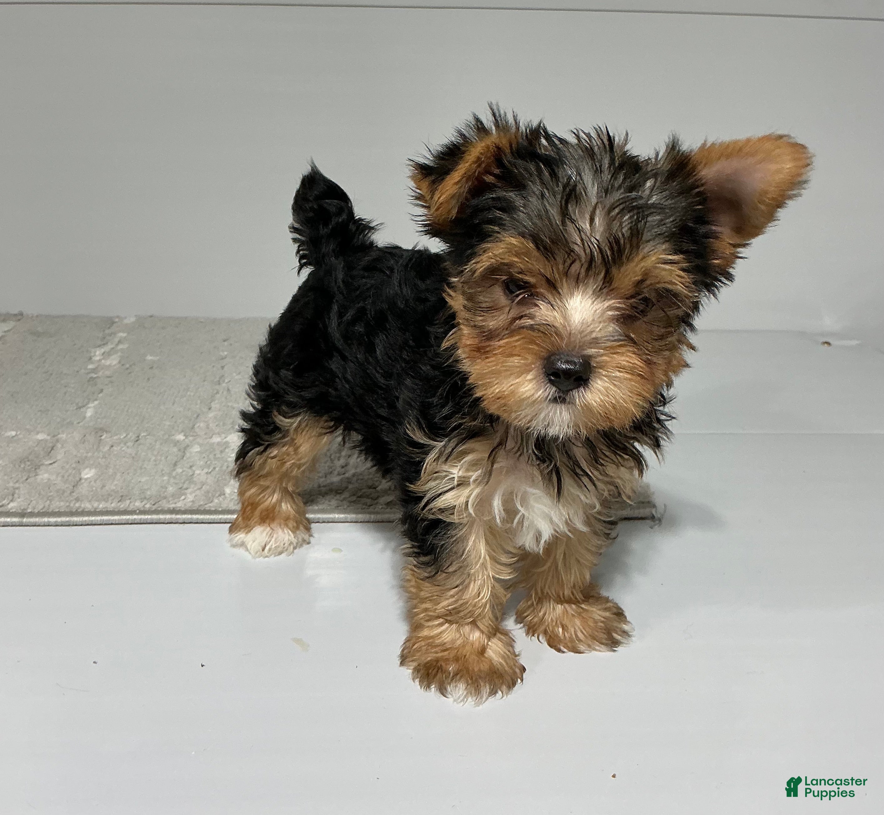 Yorkshire Terrier dogs Ruger - Ad 2
