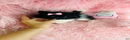 Pomeranian dogs for sale: Pomeranian Puppy 1 - Ad 2