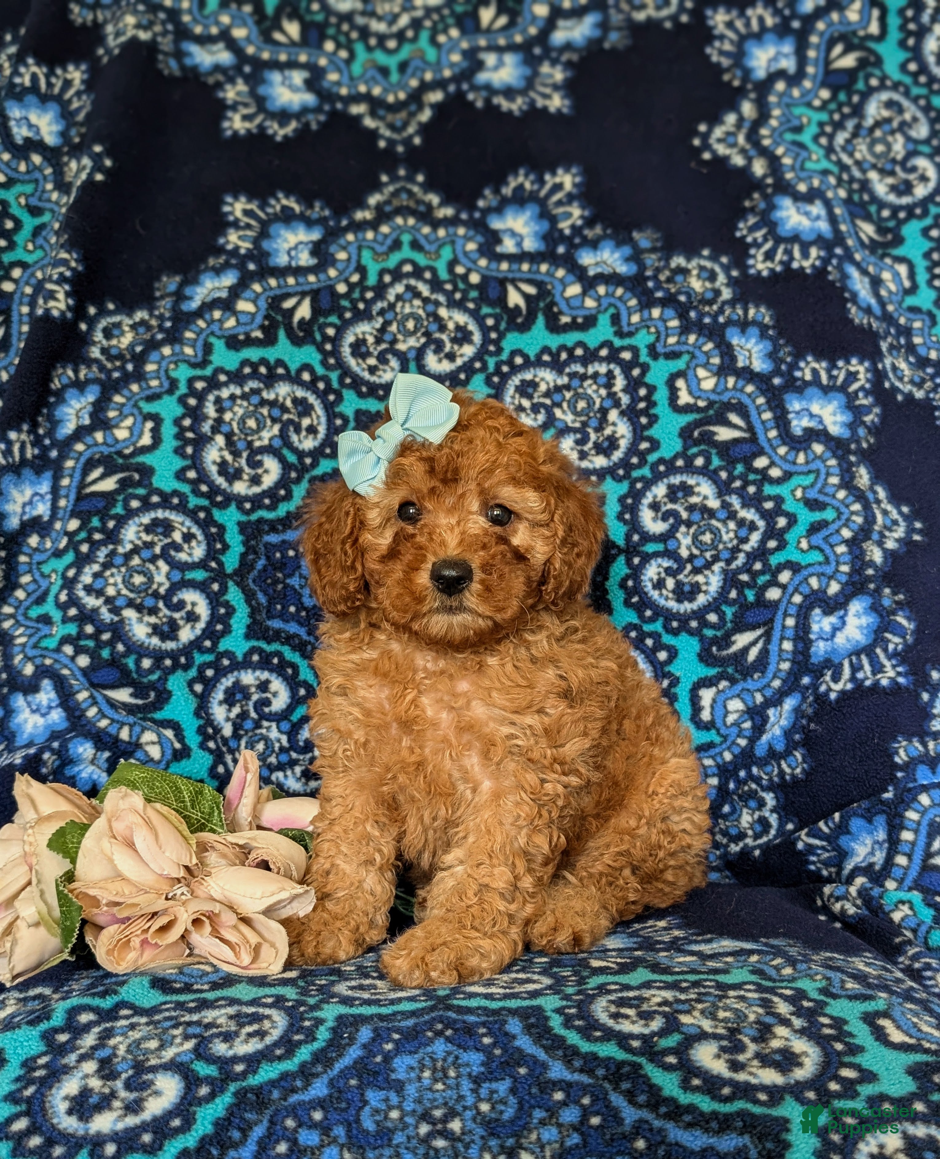 Miniature Poodle dogs for sale: Tabetha - Ad 4