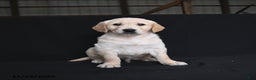 Golden Retriever dogs for sale: Rylan  - Ad 1