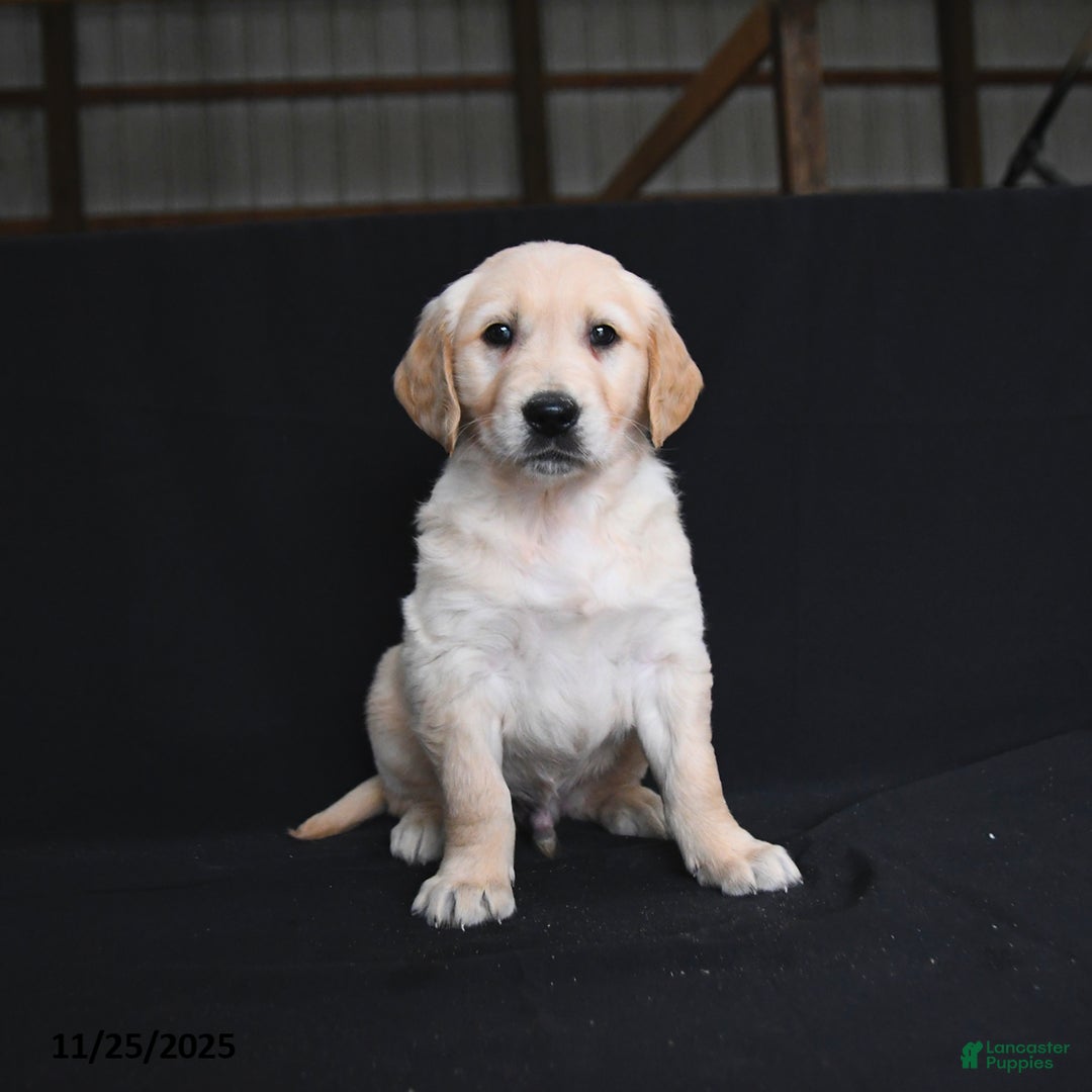 Golden Retriever dogs for sale: Rylan  - Ad 1