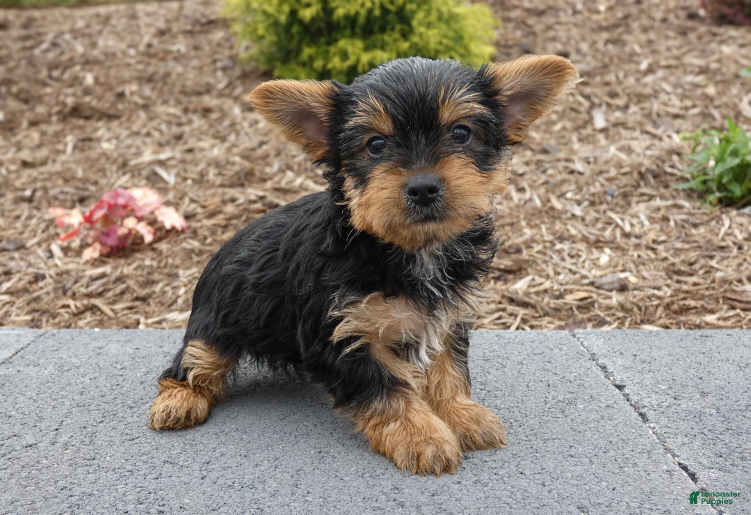 Yorkshire Terrier dogs for sale: Cash - Ad 3