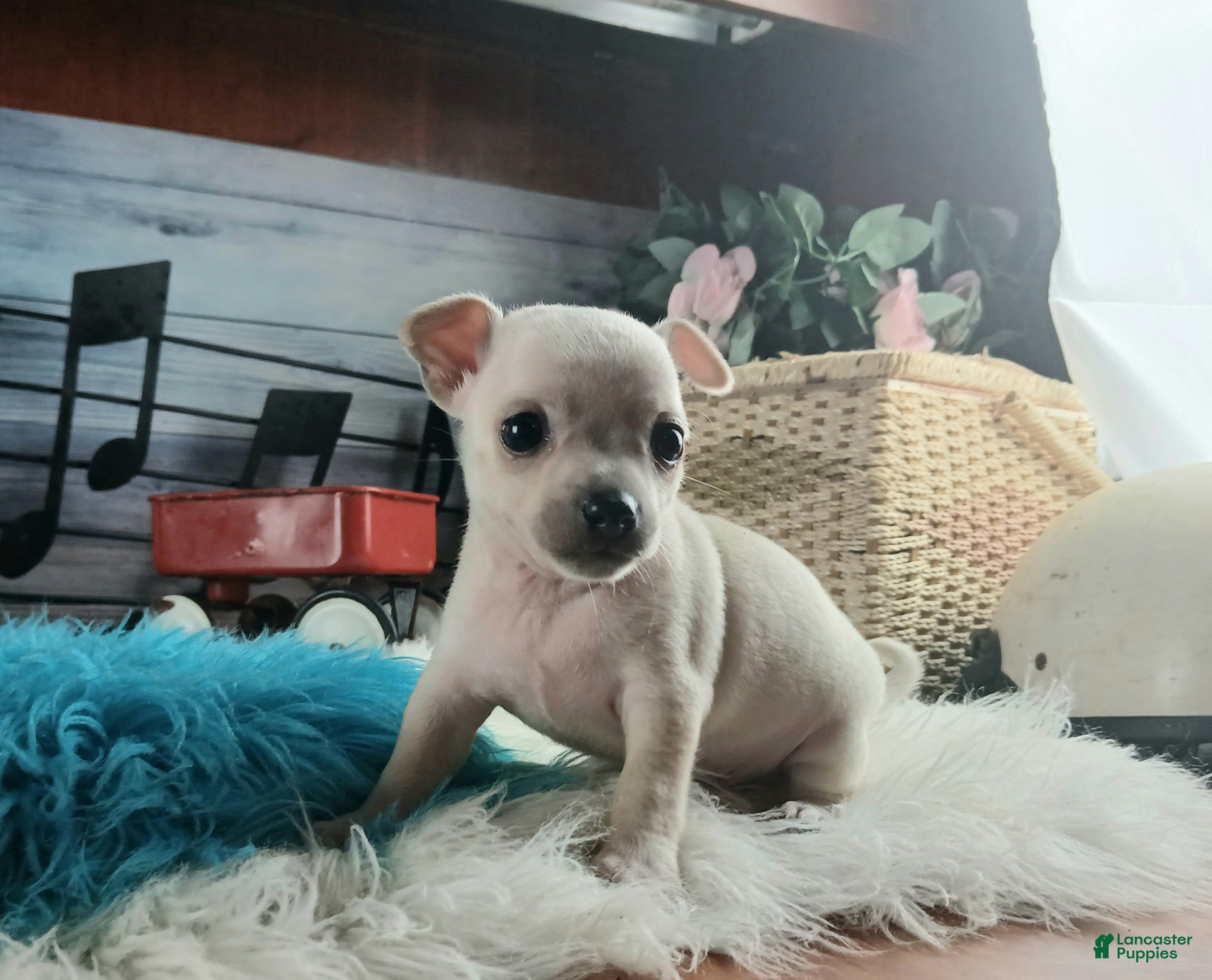 Chihuahua dogs Haleys cream boy. Hand Delivery  - Ad 6