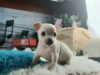 Chihuahua dogs Haleys cream boy. Hand Delivery - Ad 10