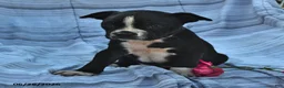 Boston Terrier dogs for sale: Walter Black and White - Ad 3