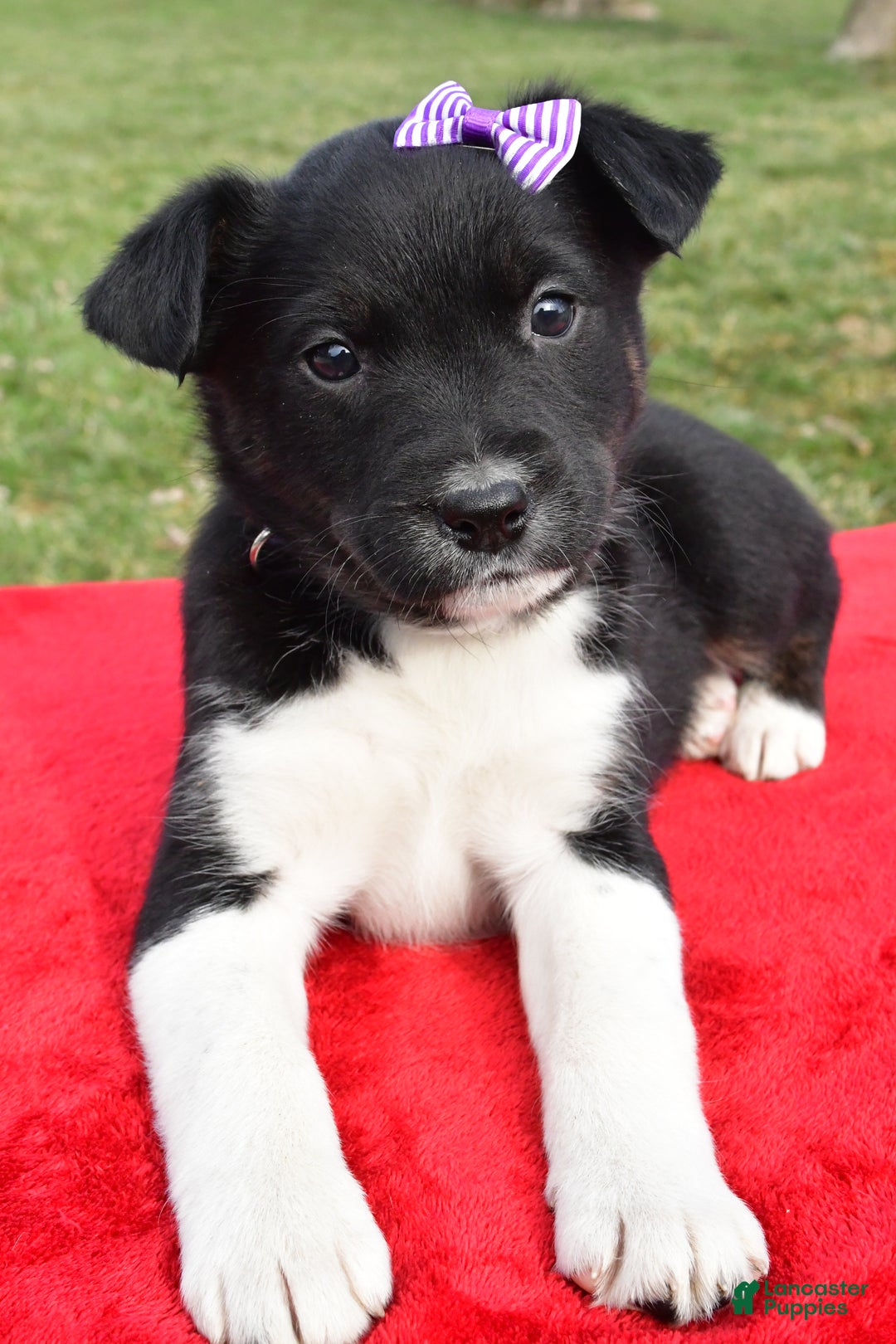 Mixed Breed dogs for sale: Maggie - Ad 5