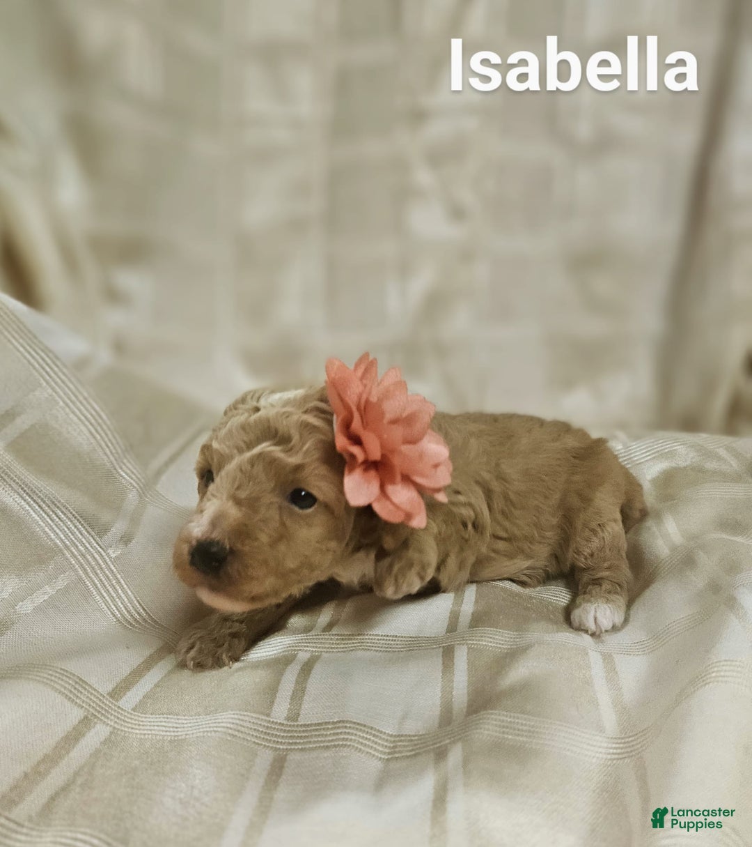 Toy Poodle dogs for sale: Isabella - Ad 2
