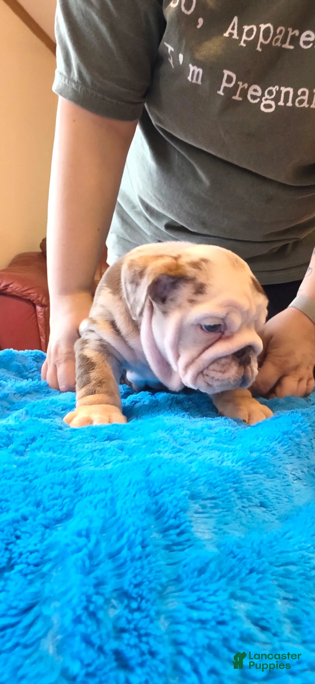 English Bulldog dogs for sale: Whiskey  - Ad 2