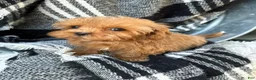 Cavapoo dogs for sale: Apple - Ad 10