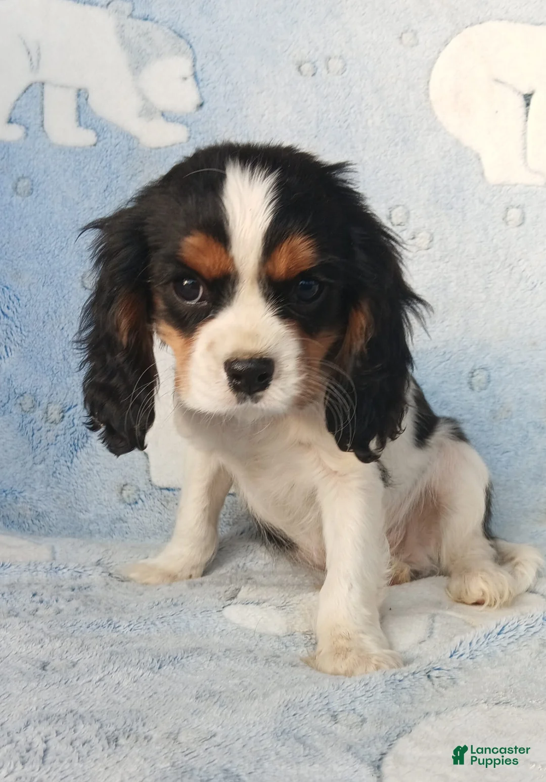 Gallery Image {{count}}