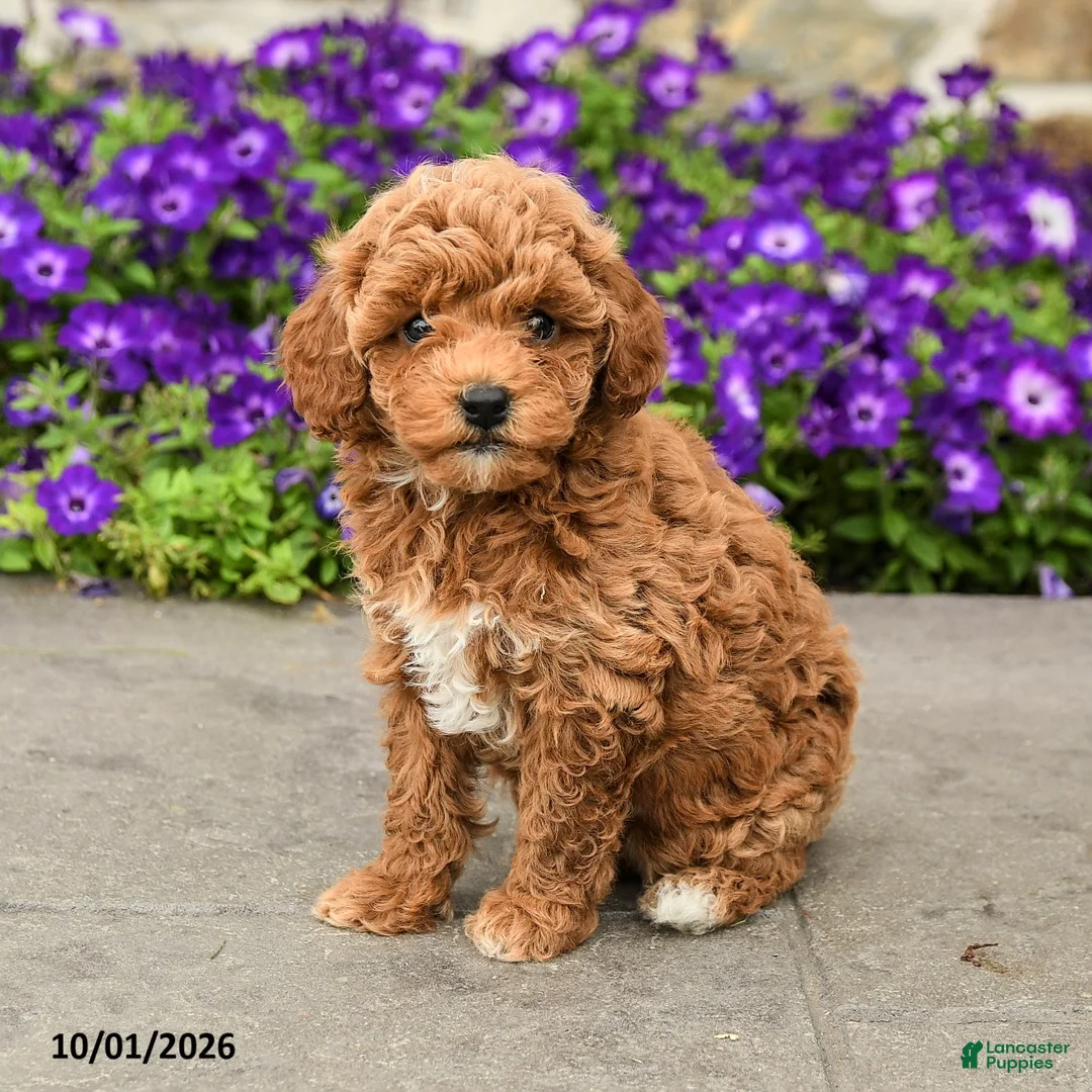 Mini Goldendoodle dogs for sale: Sadie - Ad 1