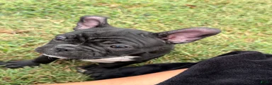Frenchton 1