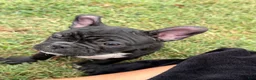 Frenchton dogs for sale: Frenchton 1 - Ad 1