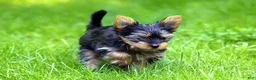 Yorkshire Terrier dogs for sale: Chico - Ad 8