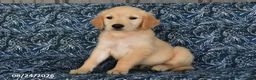 Golden Retriever dogs for sale: Quintin - Ad 3