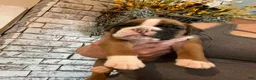 Boxer dogs for sale: Boxer 1 - Ad 3